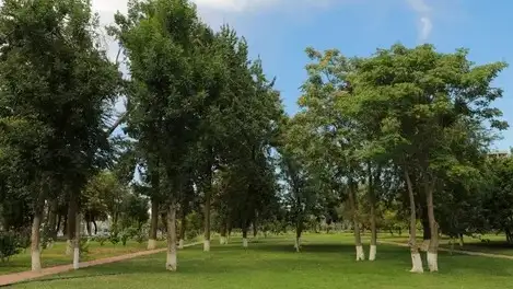 “Yashil Toshkent”: 33 km “yashil koridor” barpo etiladi