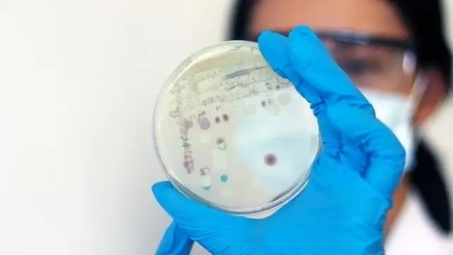 Olimlar Yerdagi eng qadimiy zamburug‘ni aniqladi