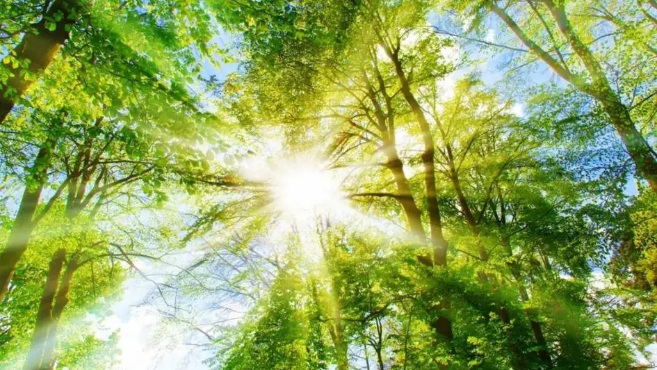 Quyosh nuri miyaga qanday ta’sir qiladi va u sog‘liq uchun qanchalik zarur?