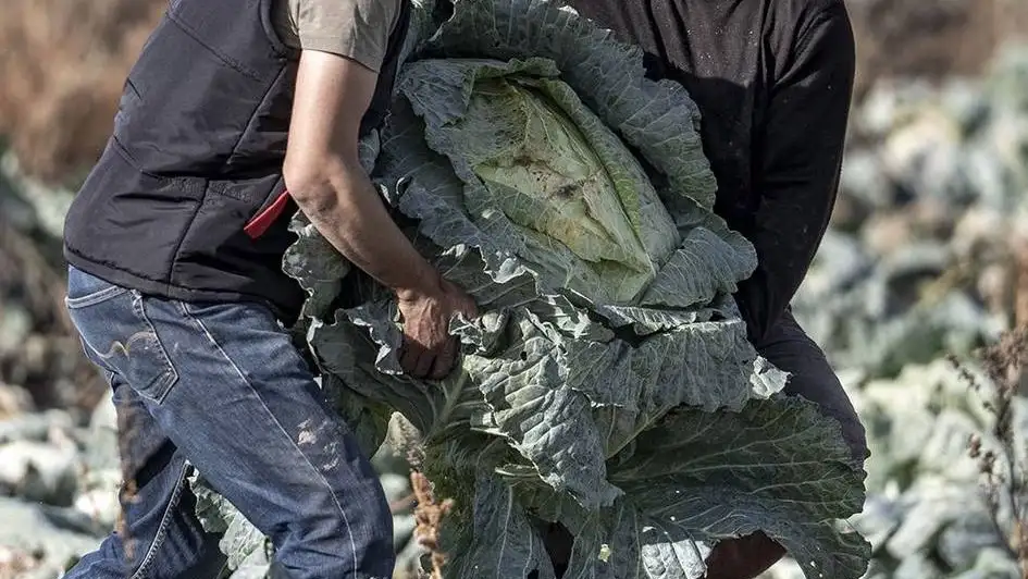 Turkiyalik fermer har biri 57 kg og‘irlikdagi karamlarni yetishtirdi 